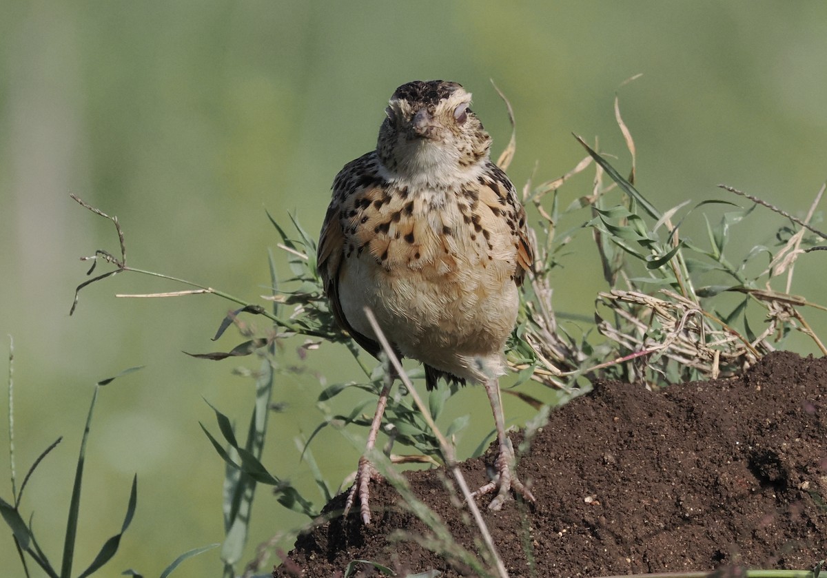 Rufous-naped Lark (Serengeti) - ML635087217