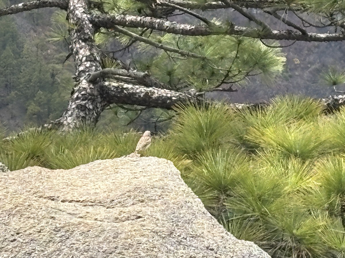 Berthelot's Pipit - ML635087218