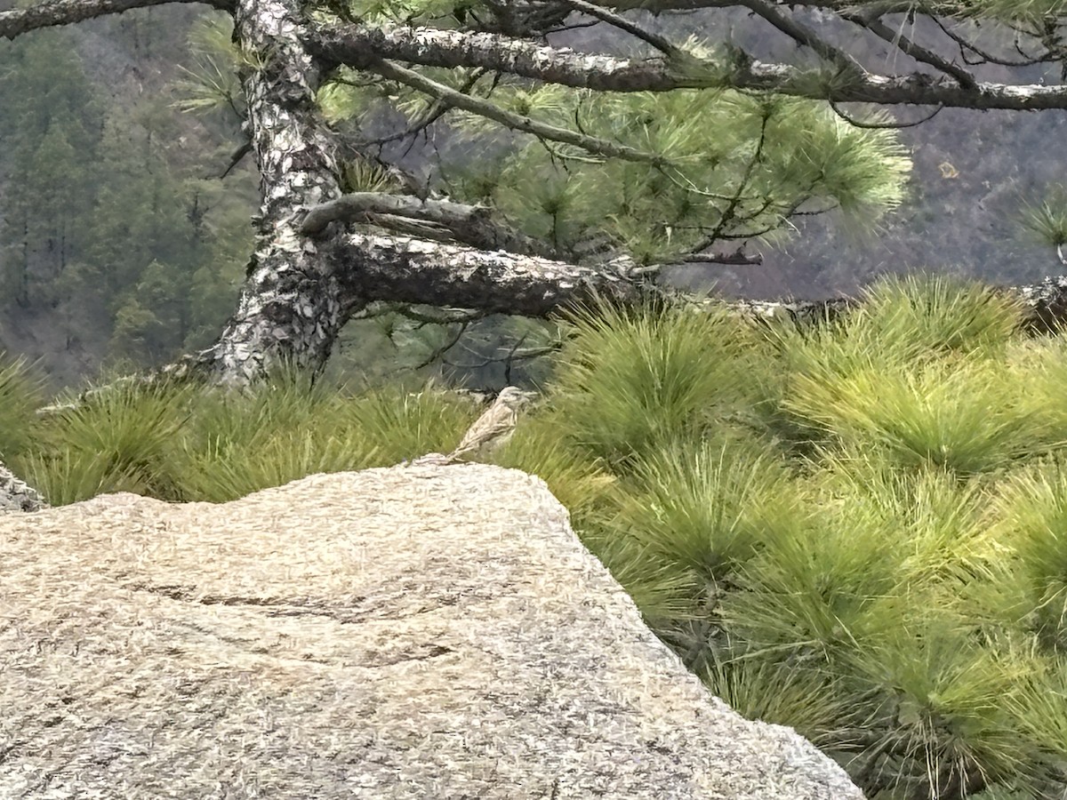 Berthelot's Pipit - ML635087219