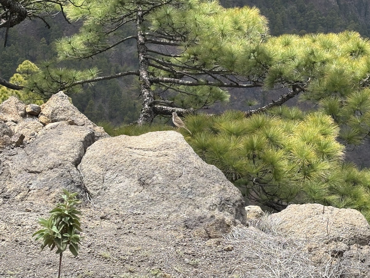 Berthelot's Pipit - ML635087220