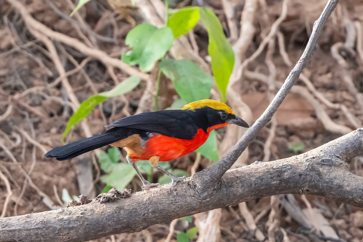 Yellow-crowned Gonolek - ML635087271