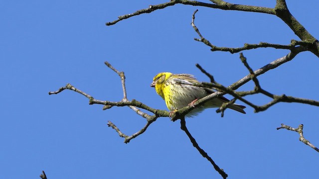 European Serin - ML635087272