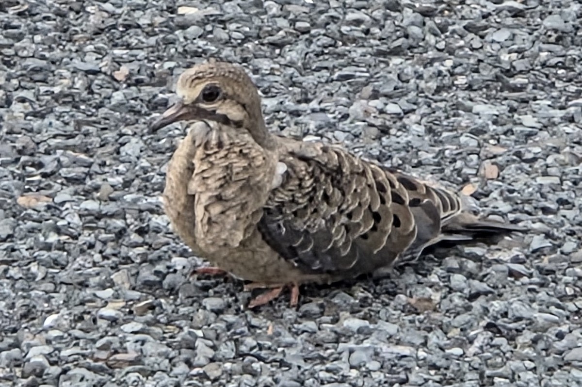 Mourning Dove - ML635087304