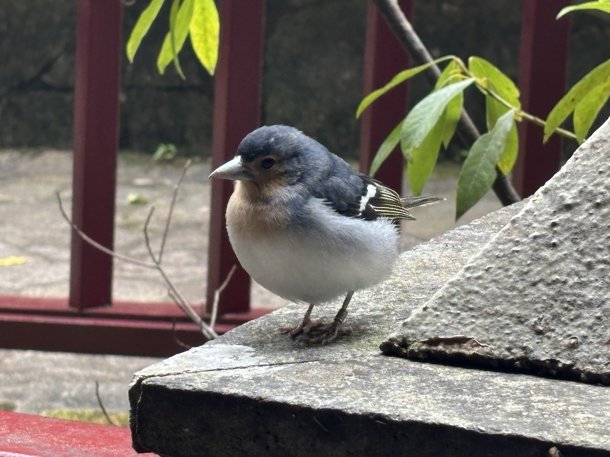Canary Islands Chaffinch (La Palma) - ML635087314