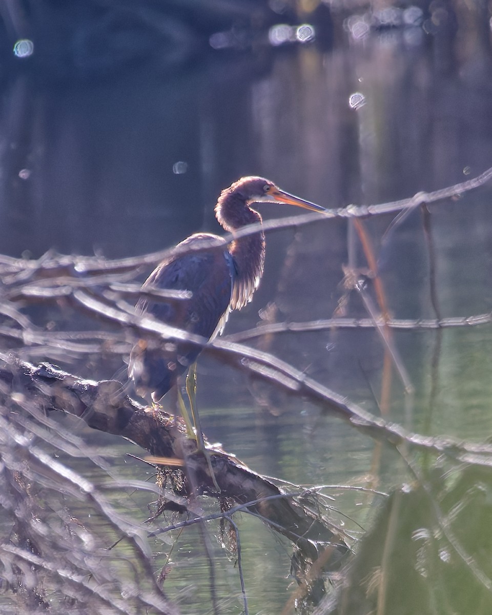 Tricolored Heron - ML635087377