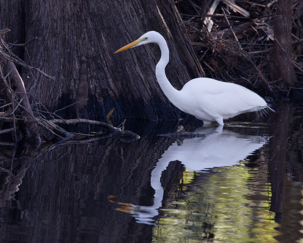 Great Egret - ML635087382