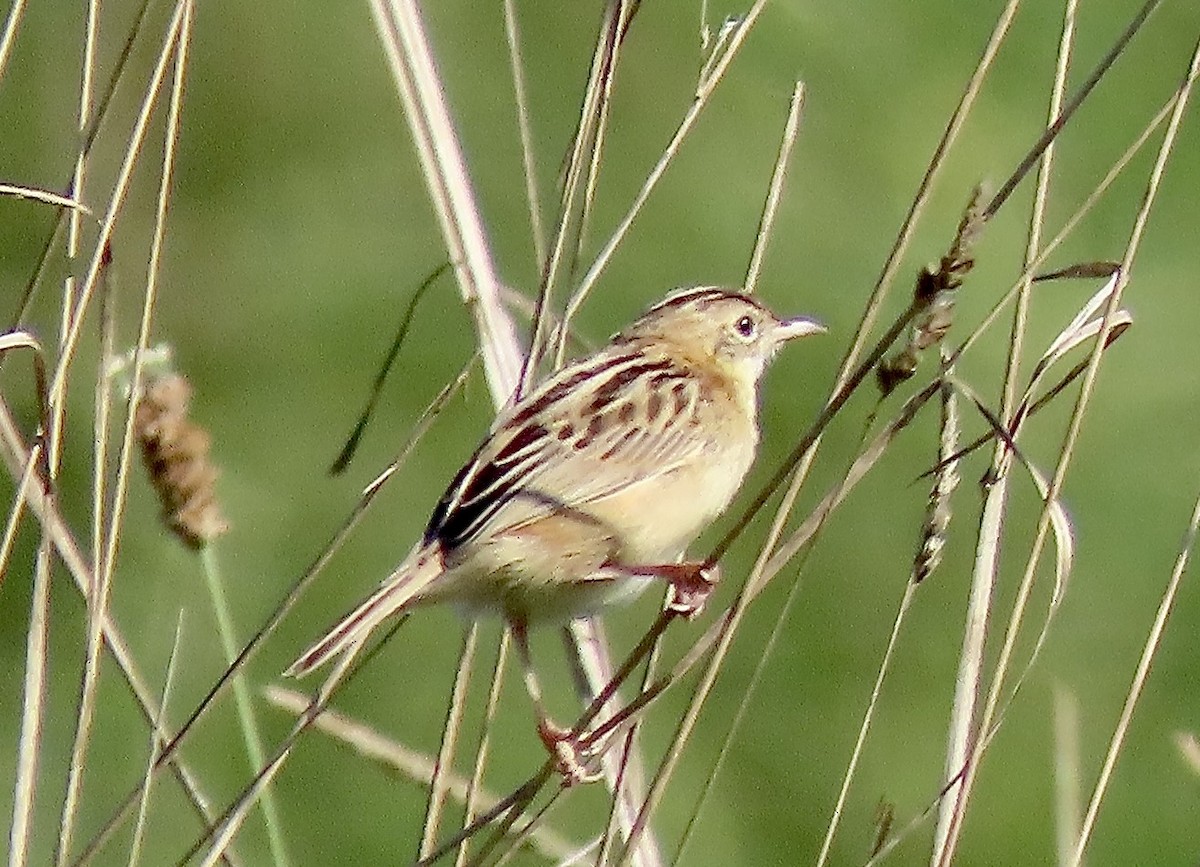 Zitting Cisticola - ML635087388