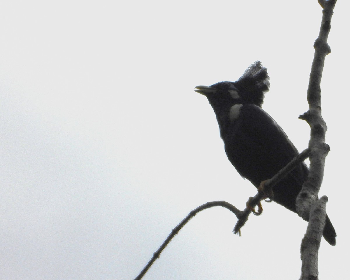 Long-crested Myna - ML635087395