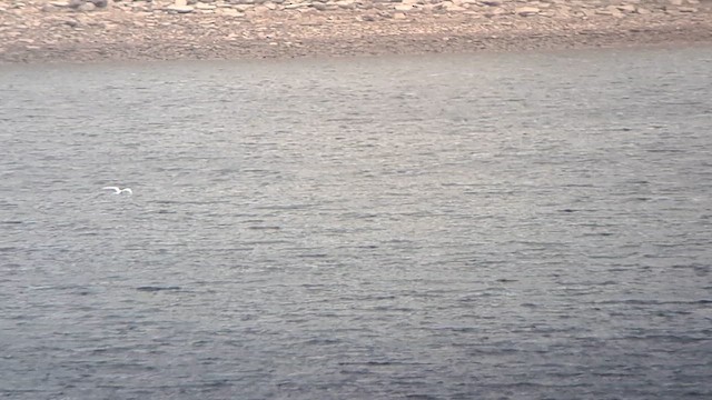 Sterne arctique - ML635087429