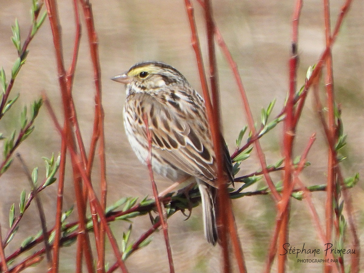 Savannah Sparrow - ML635087433