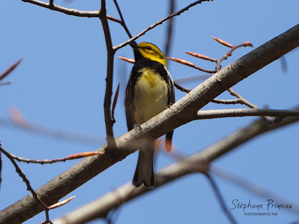 Black-throated Green Warbler - ML635087473