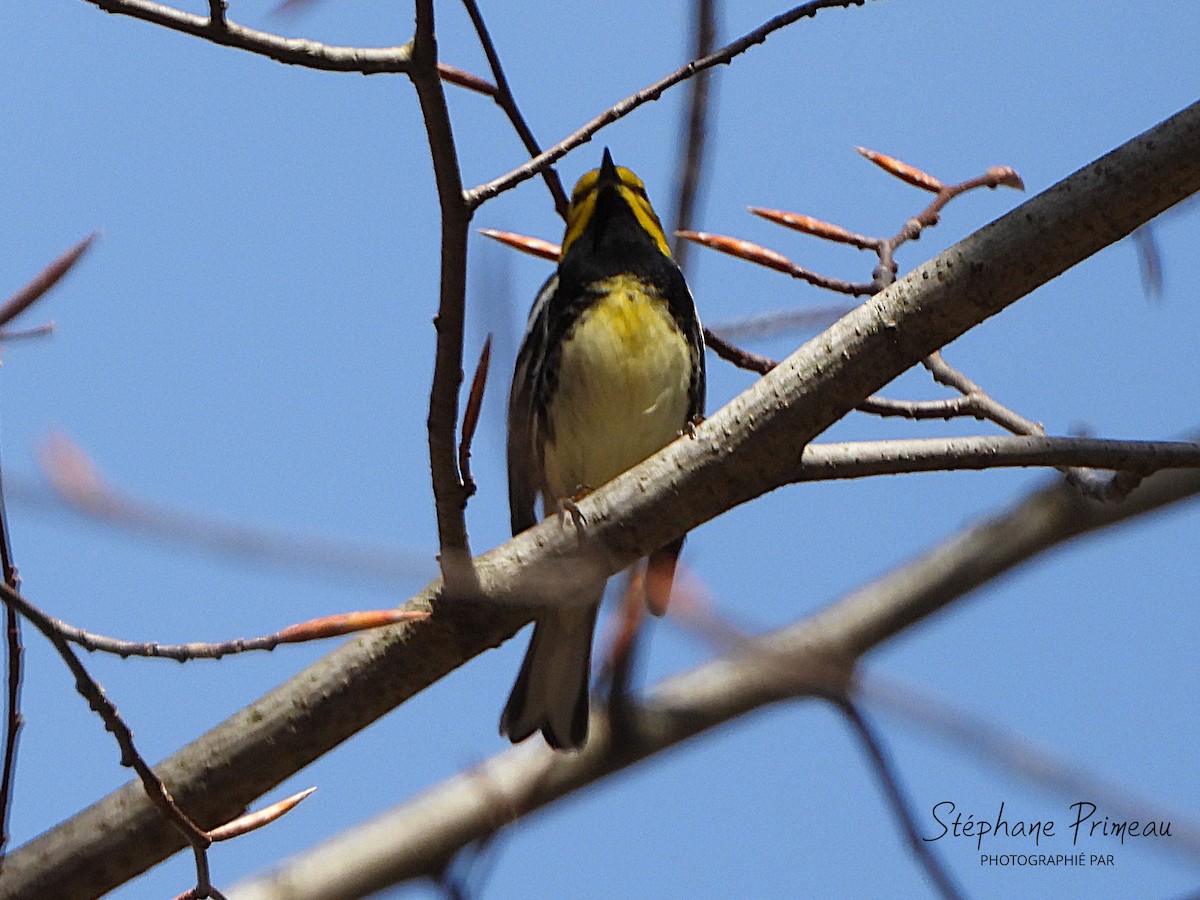 Black-throated Green Warbler - ML635087474