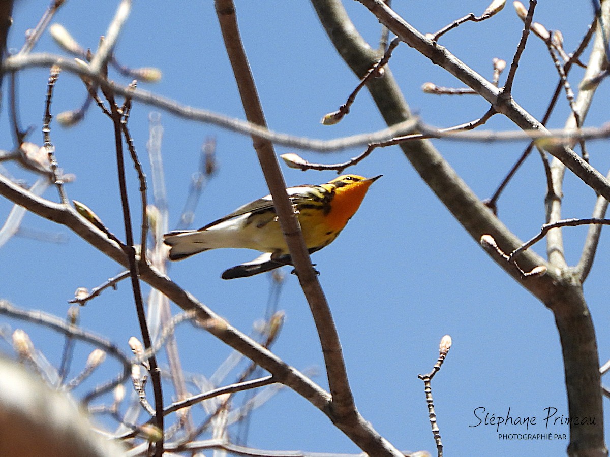 Blackburnian Warbler - ML635087481
