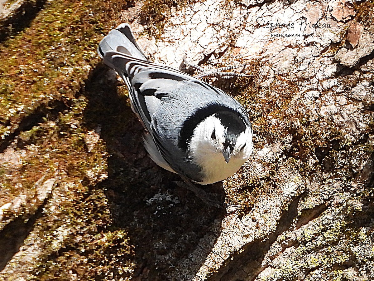 White-breasted Nuthatch - ML635087483