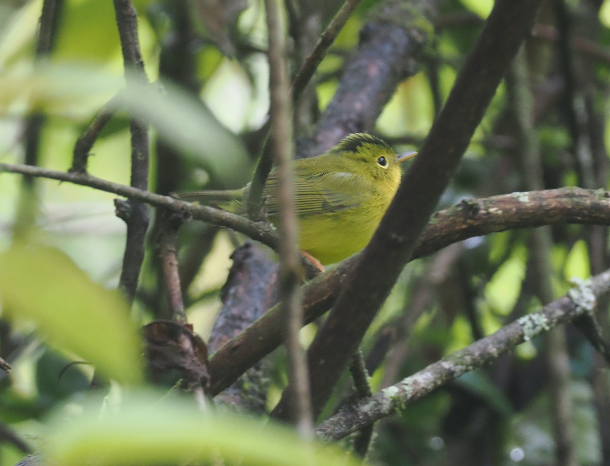 Mosquitero de Burke - ML635087498