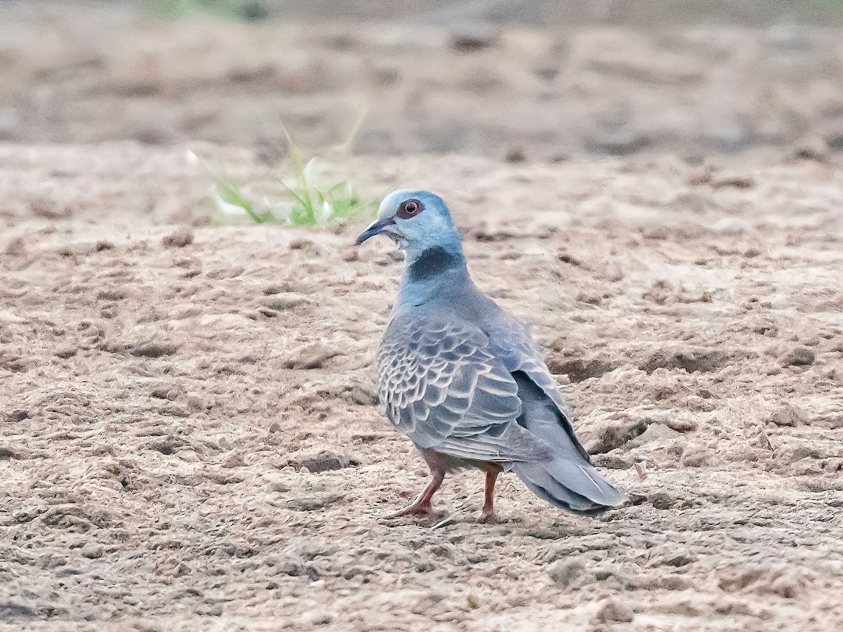 Adamawa Turtle-Dove - ML635087500