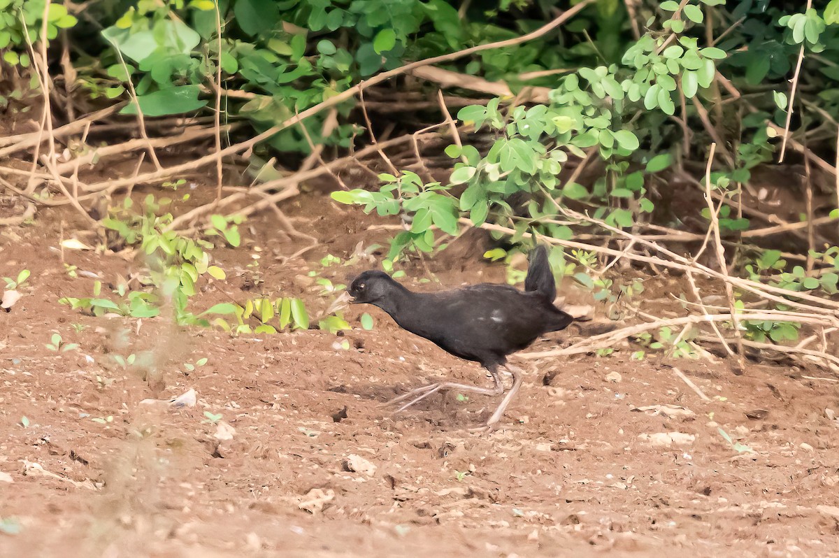 Black Crake - ML635087519