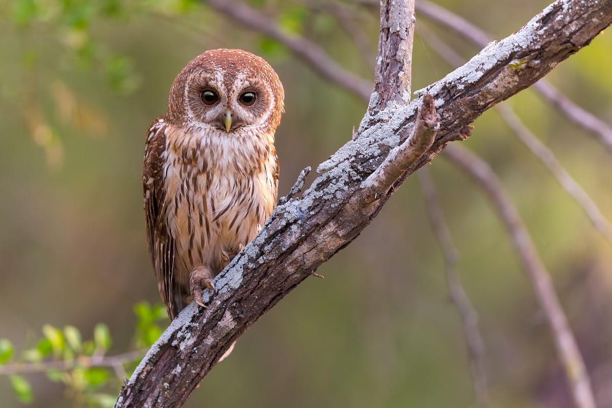 Mottled Owl - ML635087526