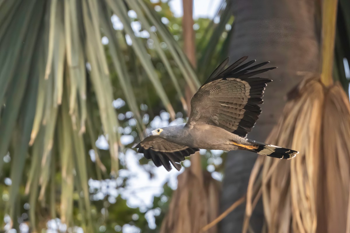 African Harrier-Hawk - ML635087566