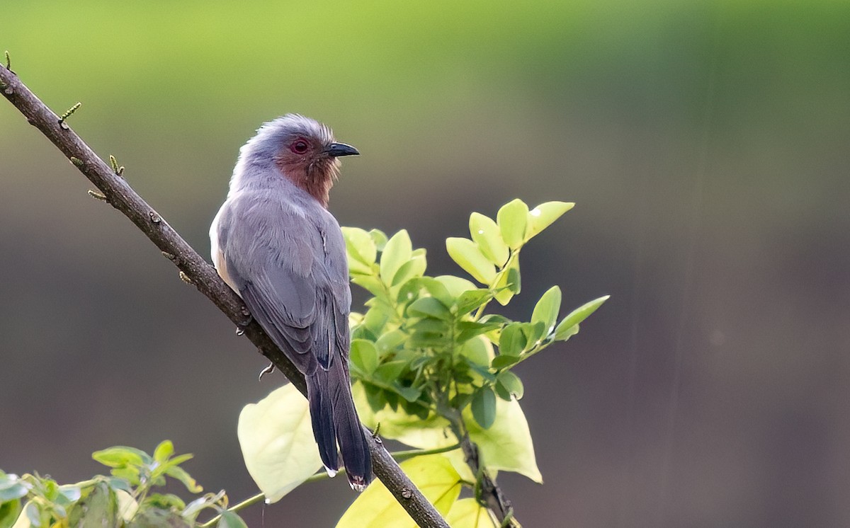 Dwarf Cuckoo - ML635087627