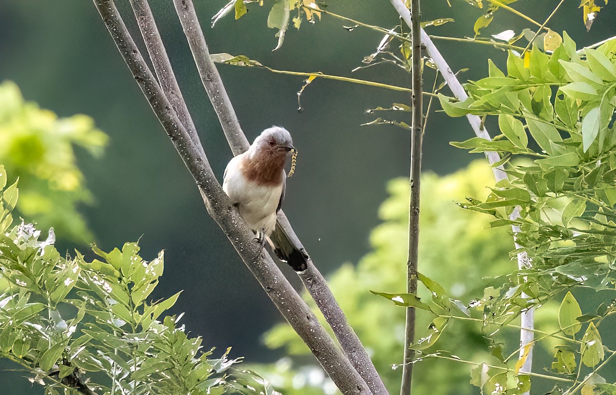 Dwarf Cuckoo - ML635087631
