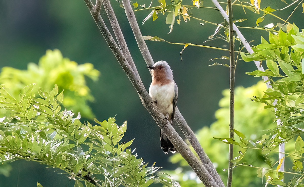 Dwarf Cuckoo - ML635087636