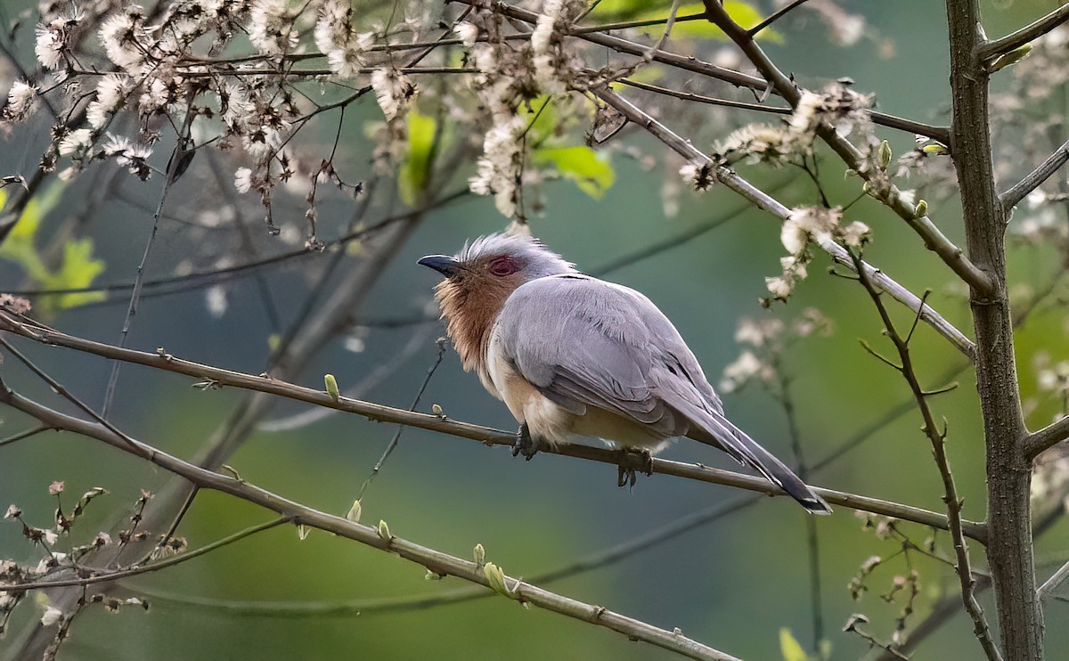 Dwarf Cuckoo - ML635087638