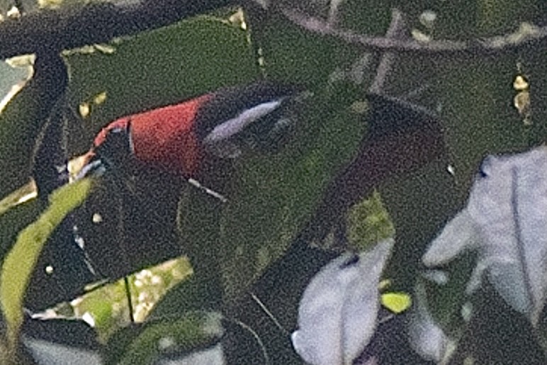 White-winged Tanager - ML635087652