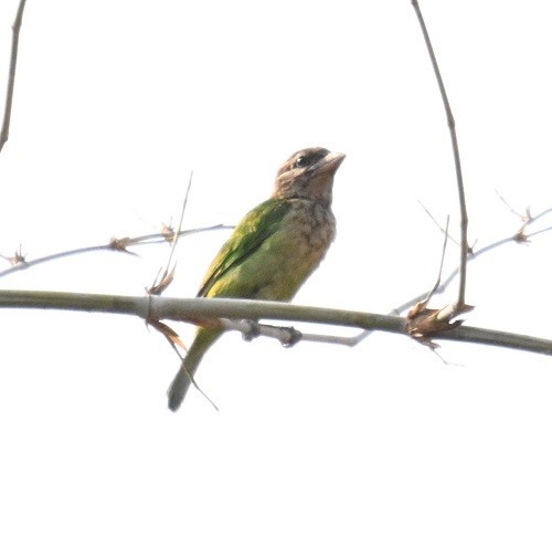 Grünbartvogel - ML635087703
