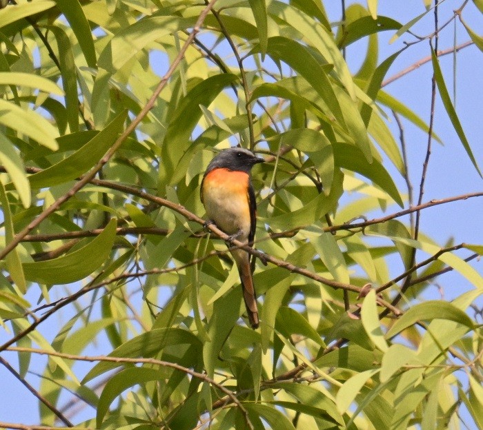 Small Minivet - ML635087707