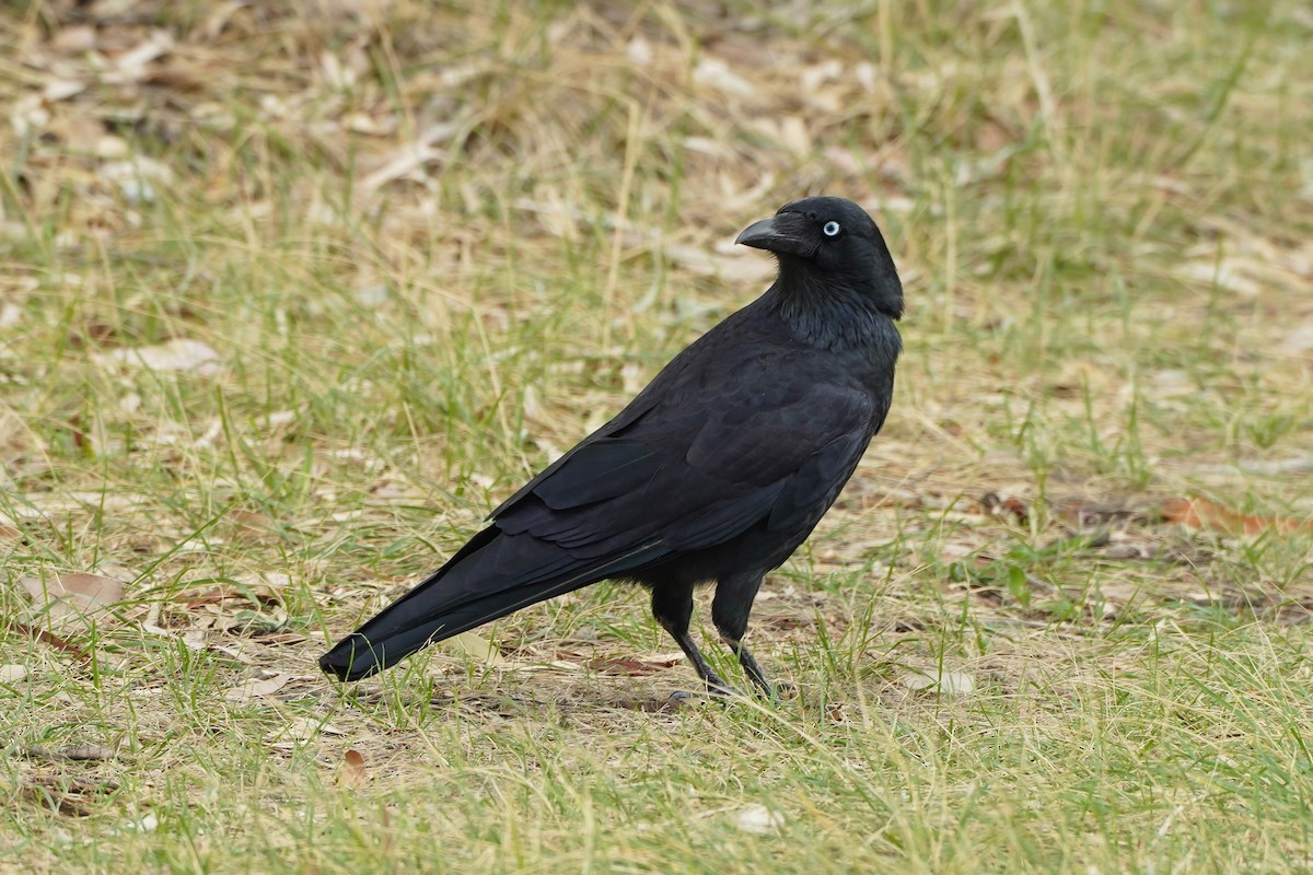 Little Raven - ML635087788
