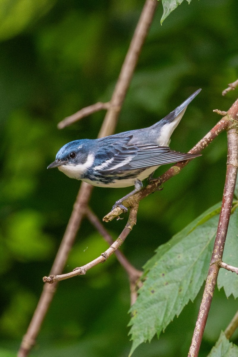 Cerulean Warbler - ML635087798