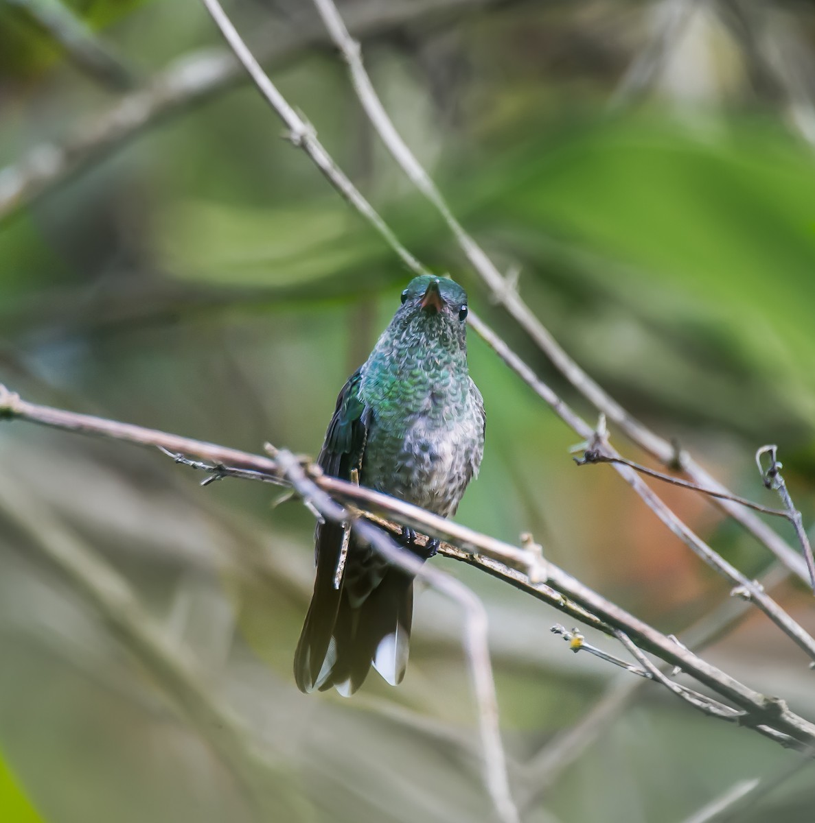 Colibri de Cuvier - ML635087812