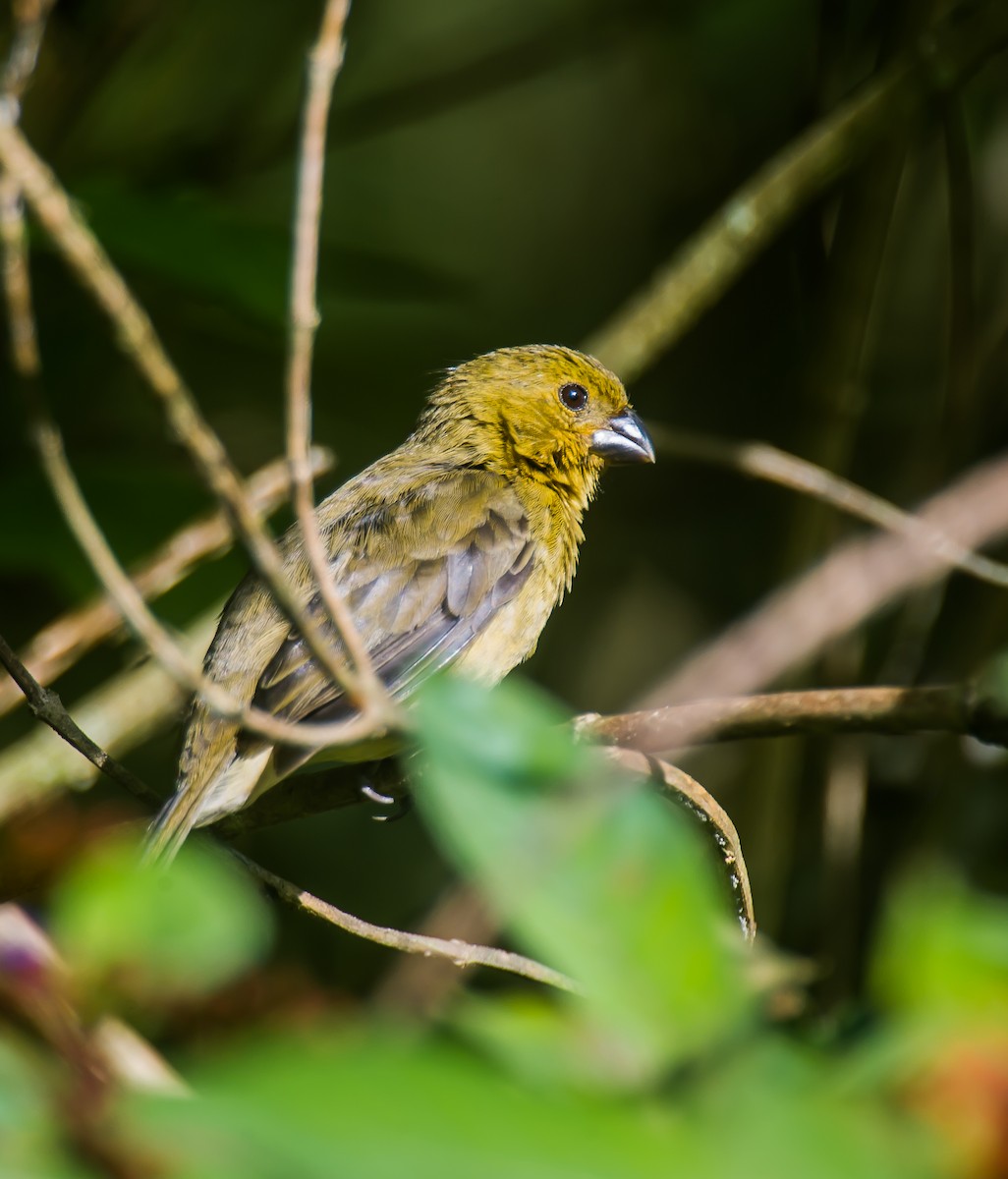 Variable Seedeater - ML635087816