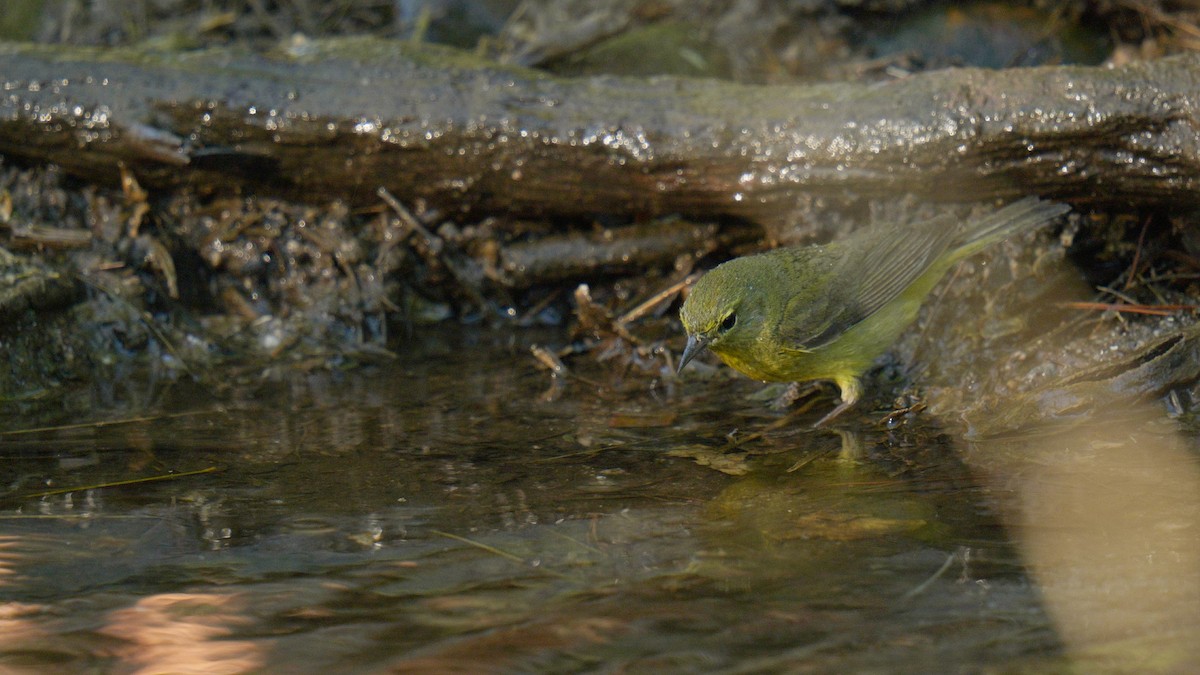 Orange-crowned Warbler - ML635087864