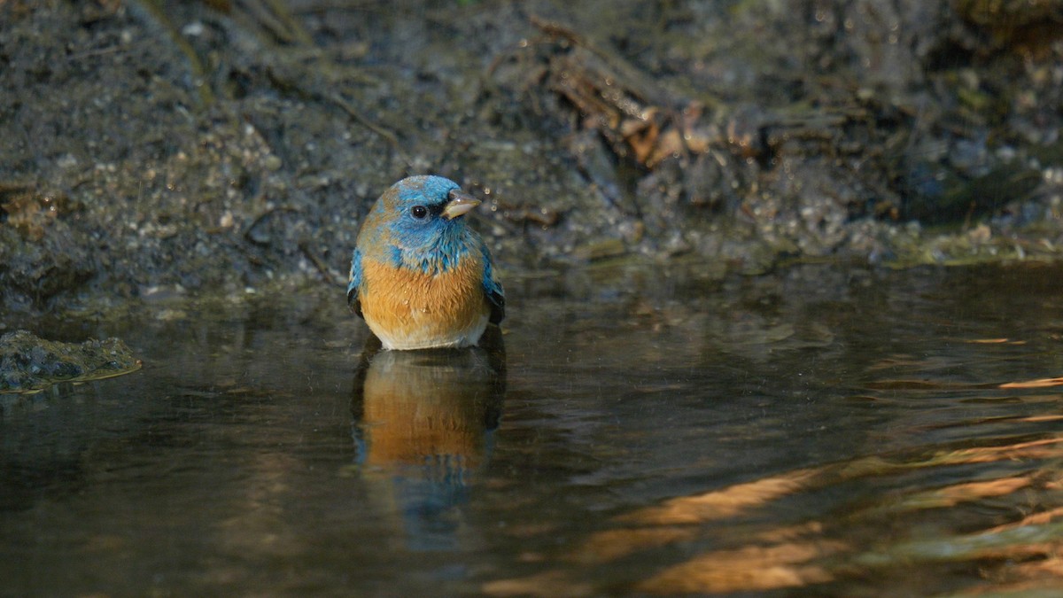 Lazuli Bunting - ML635087866