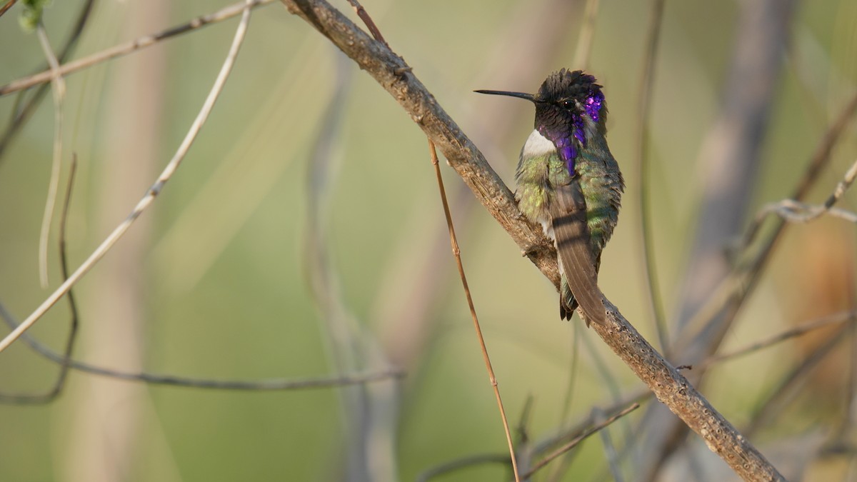 Costa's Hummingbird - ML635087875