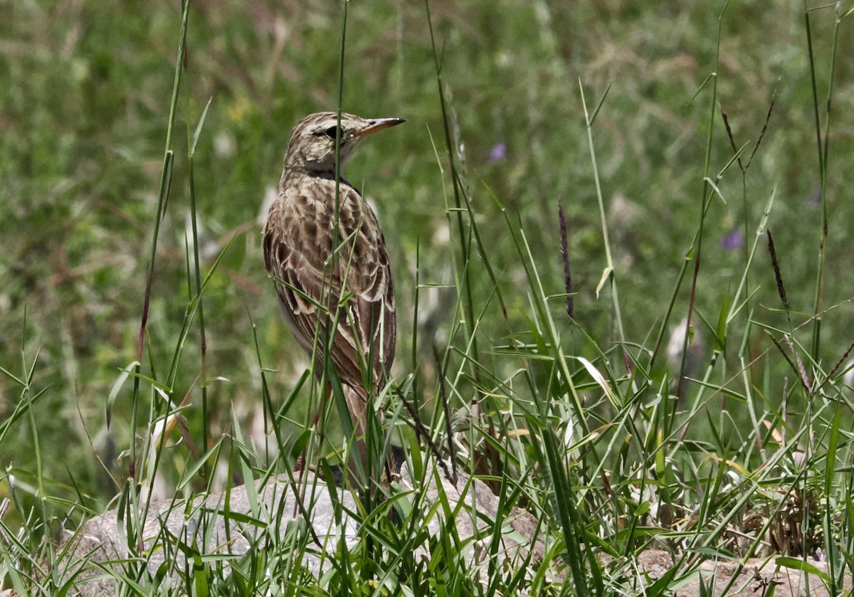 Rufous-naped Lark (Serengeti) - ML635087878