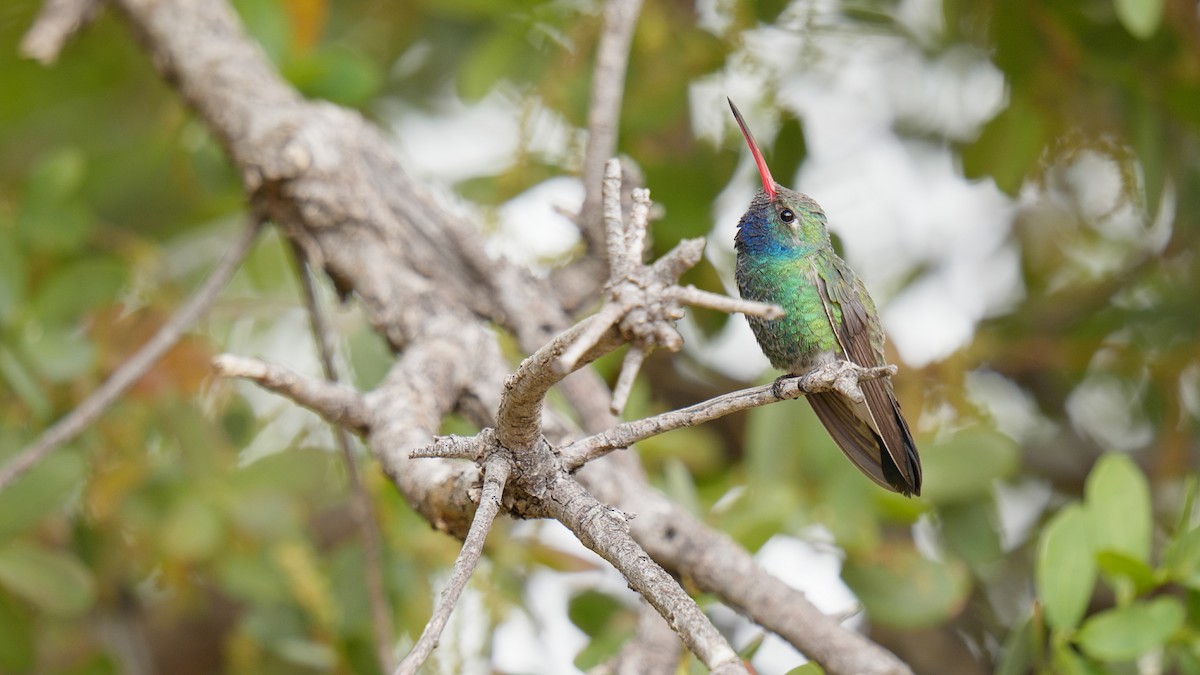 Broad-billed Hummingbird - ML635087887