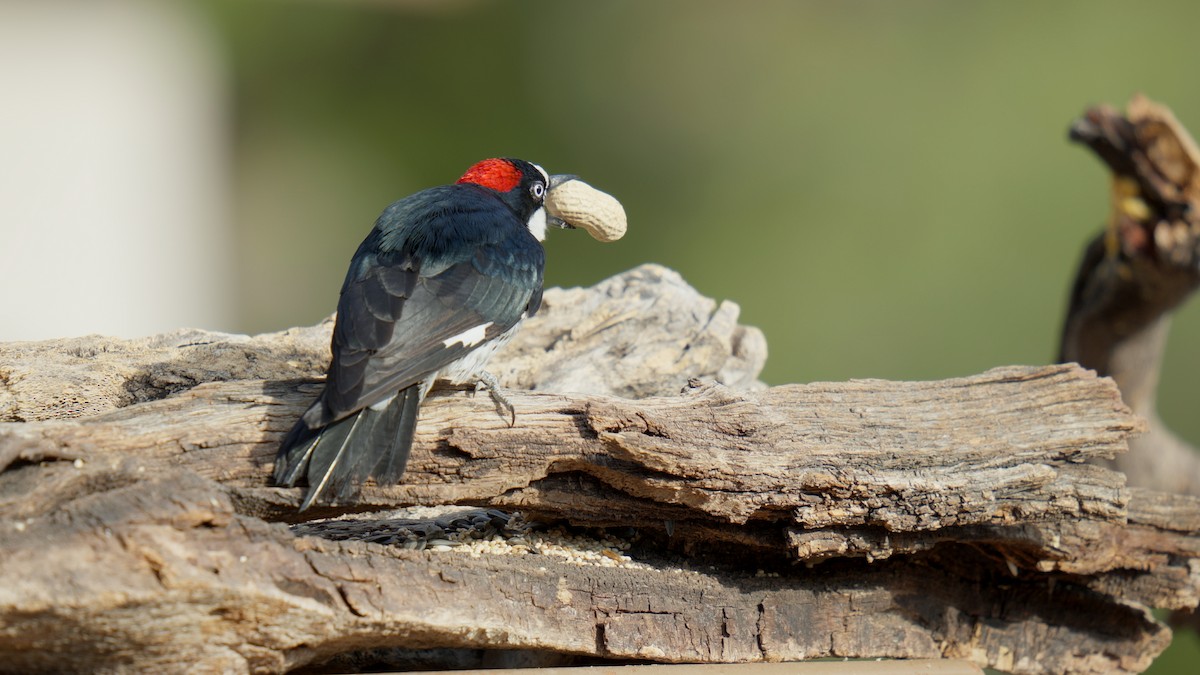 Acorn Woodpecker - ML635087903