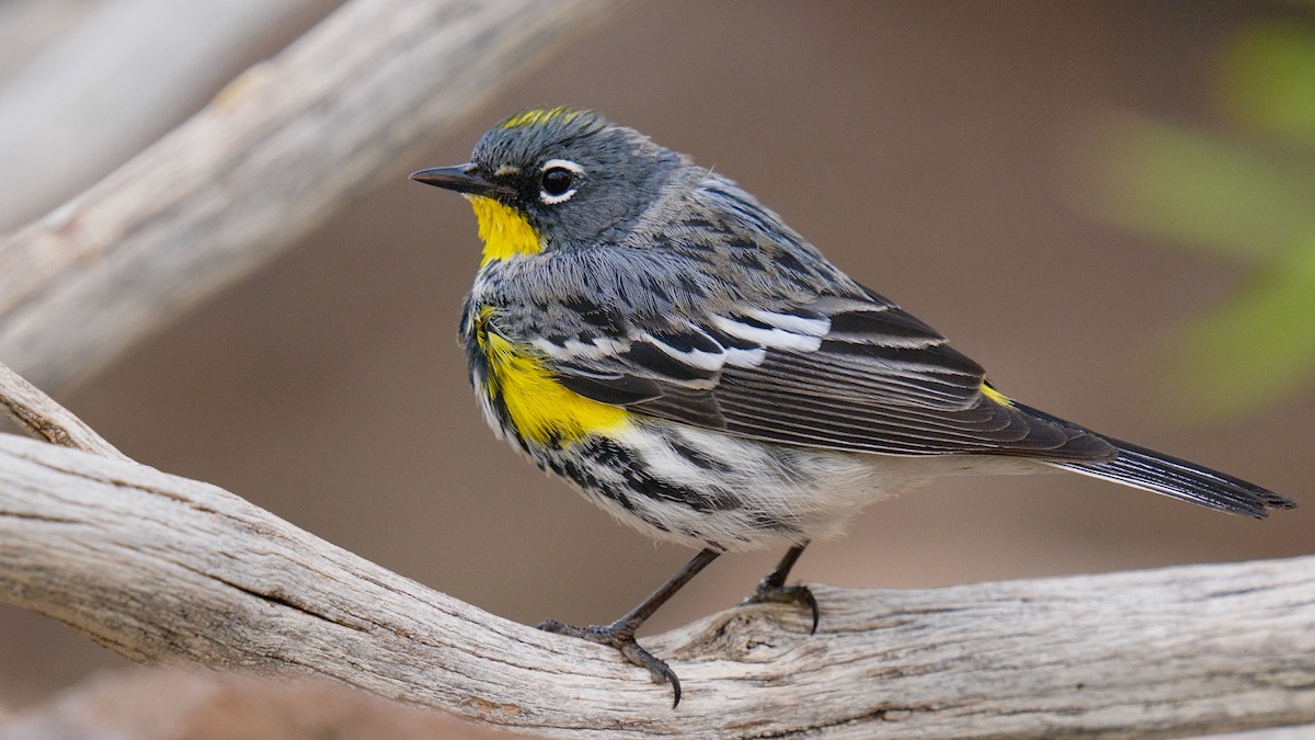 Yellow-rumped Warbler - ML635087910