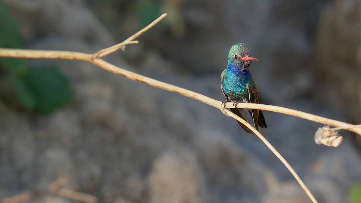 Broad-billed Hummingbird - ML635087972