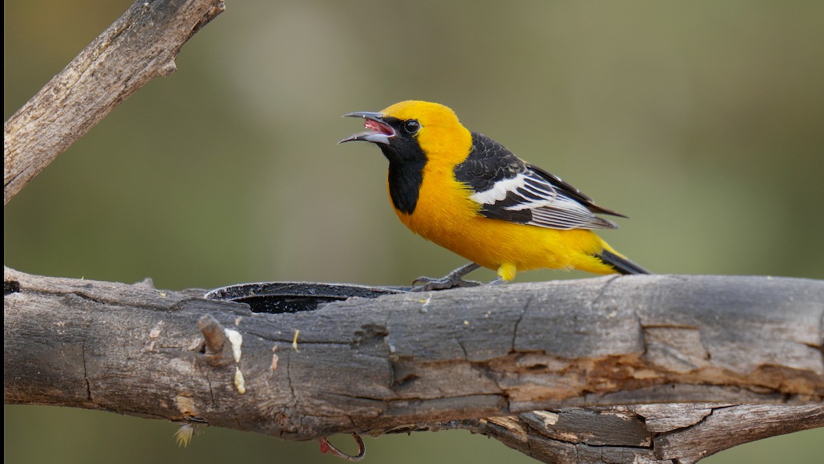 Hooded Oriole - ML635087986