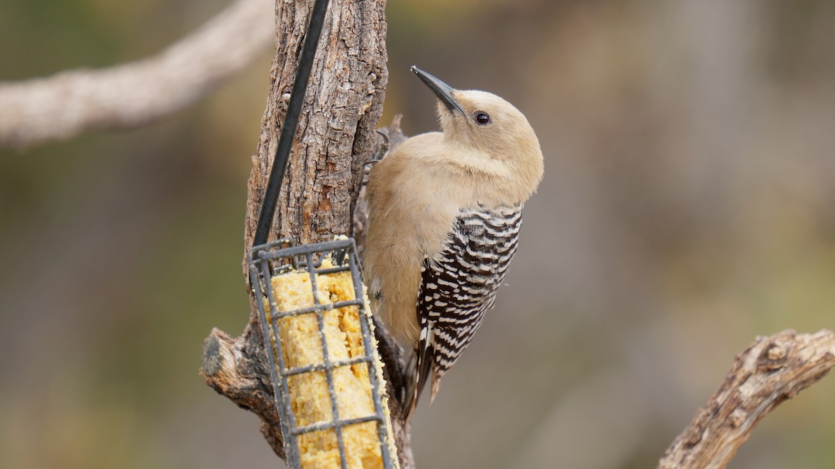 Gila Woodpecker - ML635087991