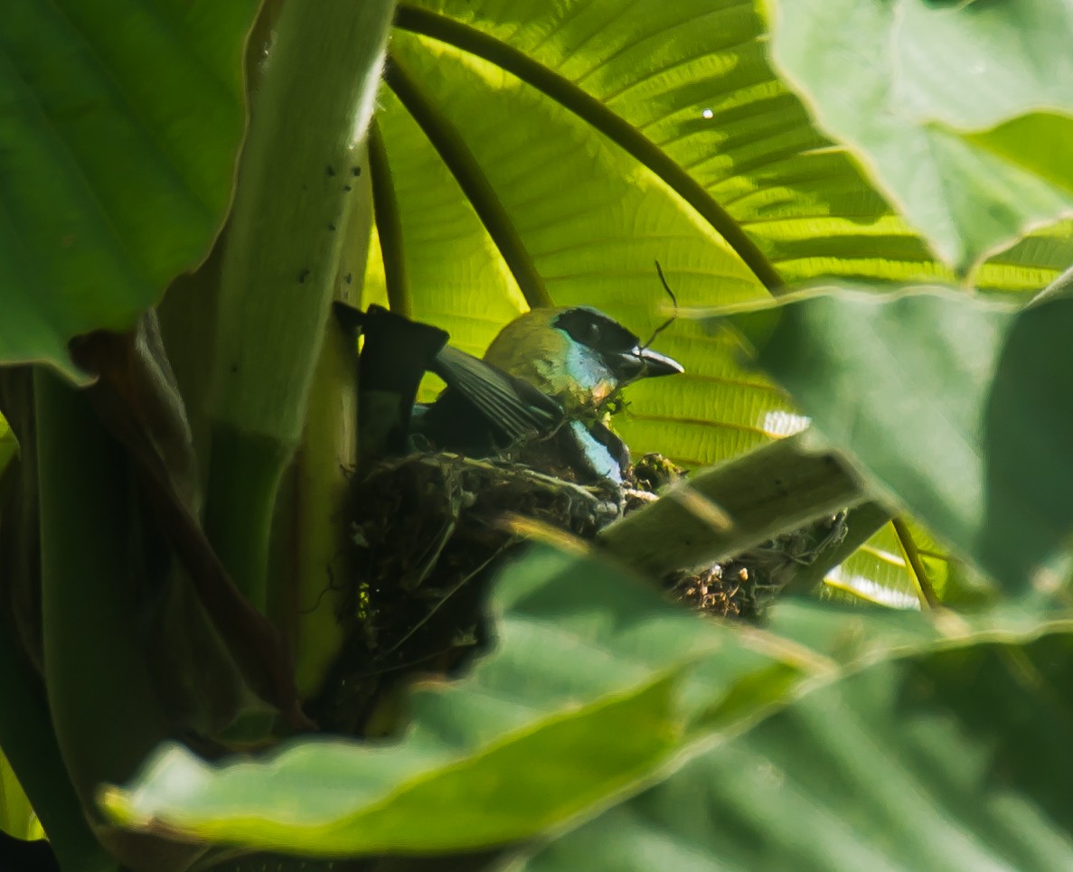 Golden-hooded Tanager - ML635087999