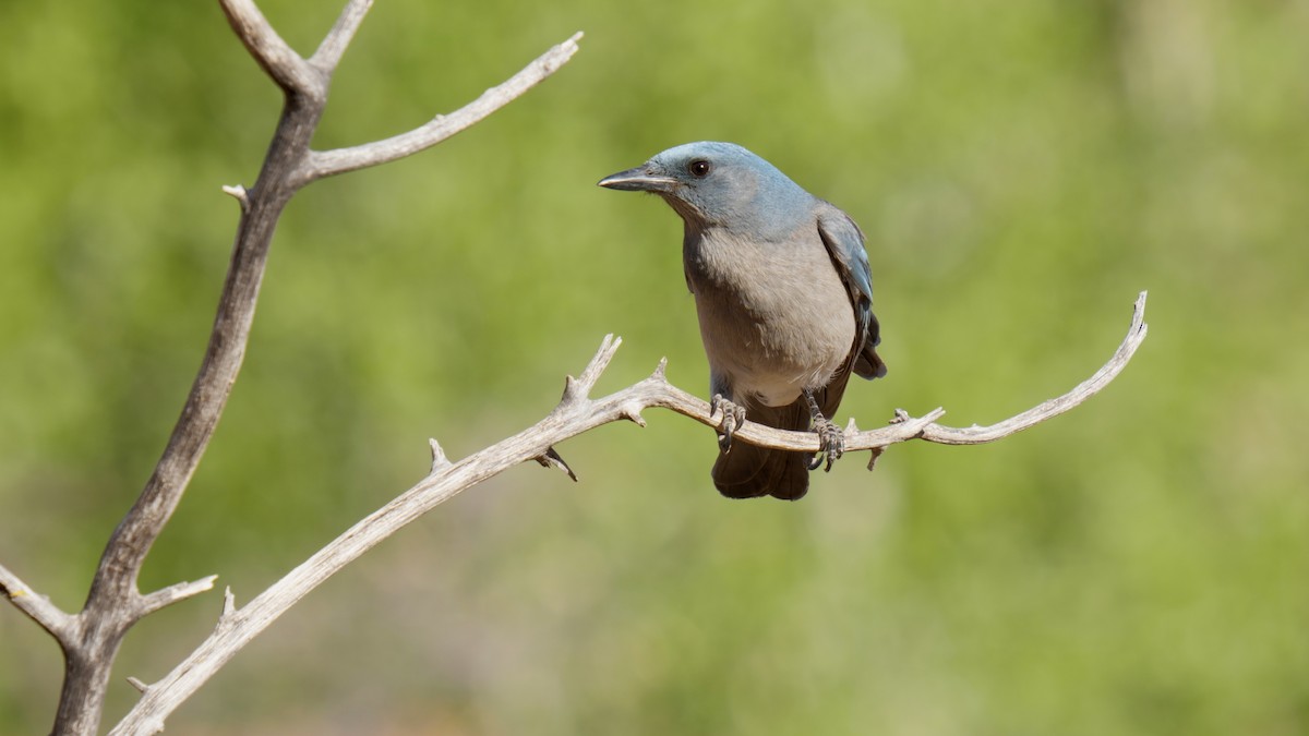 Mexican Jay - ML635088006