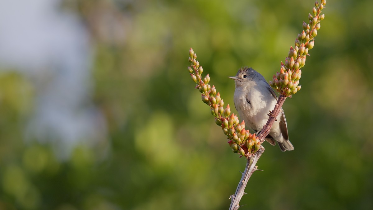 Lucy's Warbler - ML635088011
