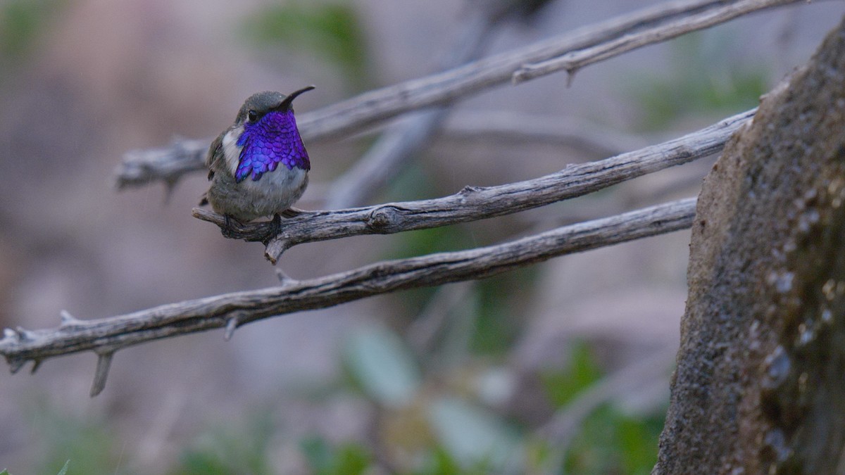 Lucifer Hummingbird - ML635088026