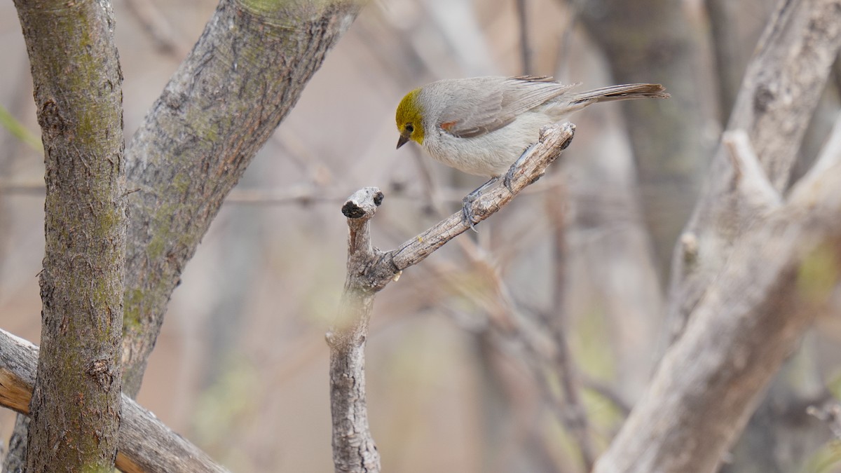 Verdin - ML635088041