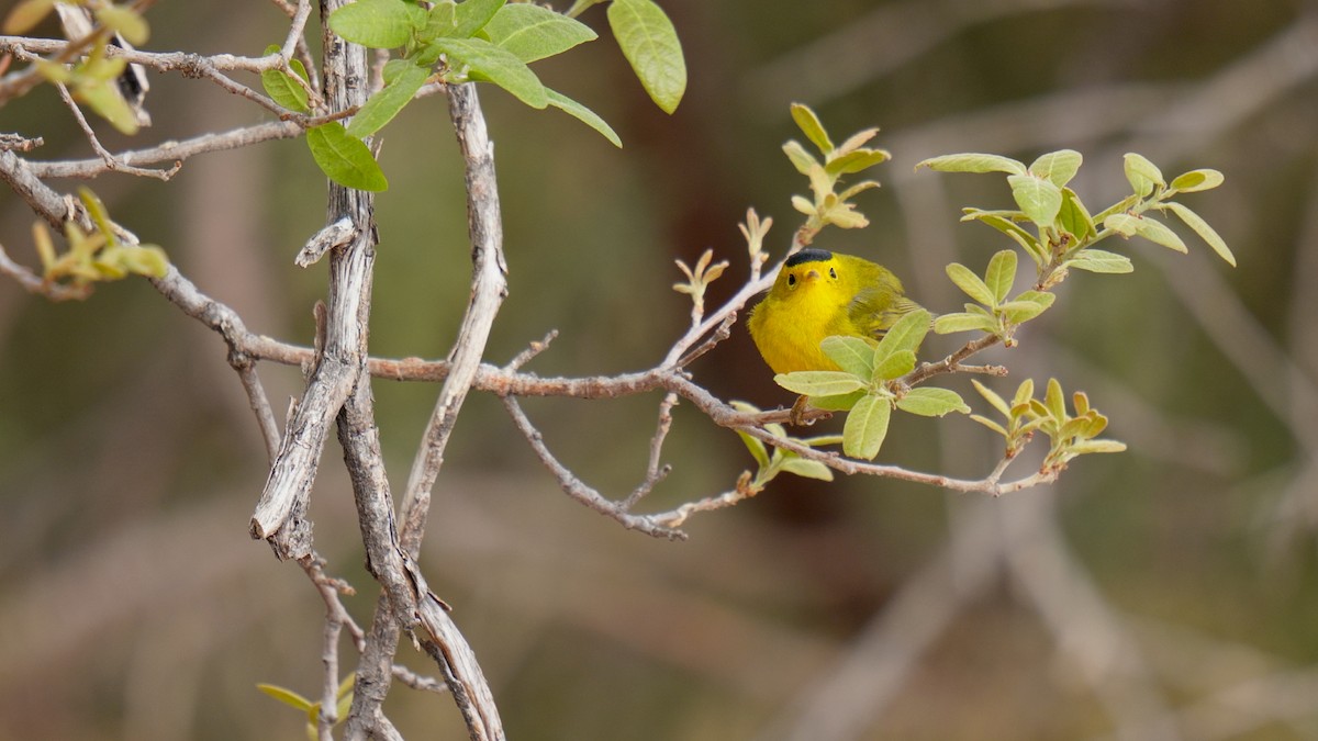 Wilson's Warbler - ML635088047